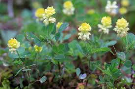 Attēlu rezultāti vaicājumam “Medicago lupulina flower”