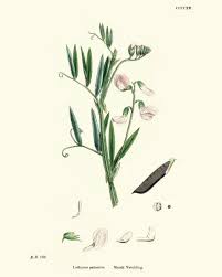 Attēlu rezultāti vaicājumam “Lathyrus palustris flower”