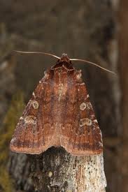 Attēlu rezultāti vaicājumam “Cerastis leucographa”