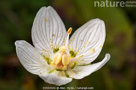 Attēlu rezultāti vaicājumam “Parnassia palustris flower”