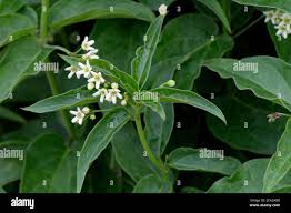 Attēlu rezultāti vaicājumam “Vincetoxicum hirundinaria leaf”