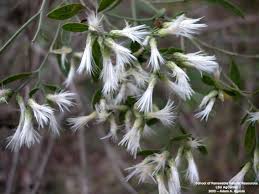 Attēlu rezultāti vaicājumam “Lycogala persicum sessile”