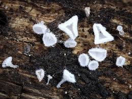 Attēlu rezultāti vaicājumam “Lachnum virgineum”