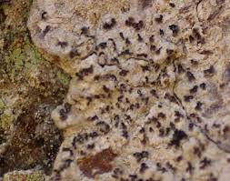 Attēlu rezultāti vaicājumam “Arthonia spadicea”