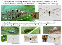 Attēlu rezultāti vaicājumam “Neuroptera”