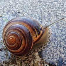 Attēlu rezultāti vaicājumam “Cepaea nemoralis”