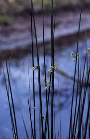 Attēlu rezultāti vaicājumam “Juncus effusus”