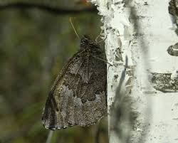 Attēlu rezultāti vaicājumam “Oeneis jutta”