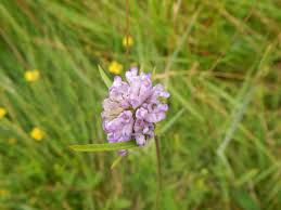 Attēlu rezultāti vaicājumam “Succisa pratensis leaf”