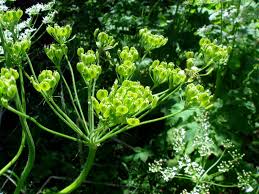 Attēlu rezultāti vaicājumam “Heracleum sphondylium subsp. sibiricum leaf”