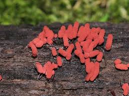 Attēlu rezultāti vaicājumam “Arcyria denudata macro”