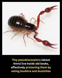 Attēlu rezultāti vaicājumam “Chelifer cancroides”