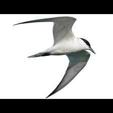 Image result for Gelochelidon nilotica