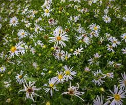 Image result for Aster lanceolatus