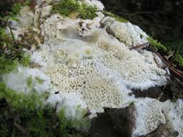 Attēlu rezultāti vaicājumam “Ceriporiopsis aneirina”