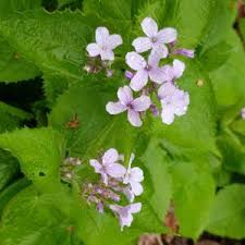 Attēlu rezultāti vaicājumam “Lunaria rediviva leaf”
