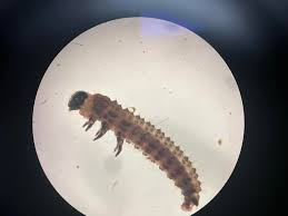 Attēlu rezultāti vaicājumam “Euura brevicornis larva”
