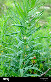 Attēlu rezultāti vaicājumam “Polygonatum verticillatum leaf”