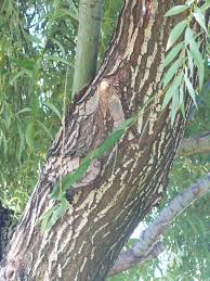 Attēlu rezultāti vaicājumam “Salix alba”