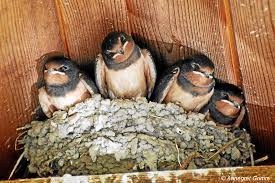 Attēlu rezultāti vaicājumam “Hirundo rustica nest”