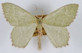 Attēlu rezultāti vaicājumam “Hemithea aestivaria”