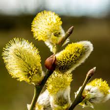 Attēlu rezultāti vaicājumam “Salix caprea male flower”