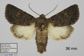 Attēlu rezultāti vaicājumam “Tholera cespitis”