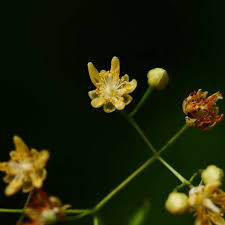 Attēlu rezultāti vaicājumam “Juglans cinerea flower”