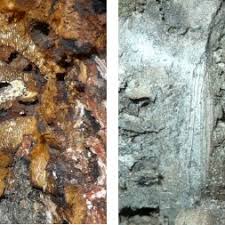 Attēlu rezultāti vaicājumam “Scardia boletella”