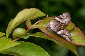 Attēlu rezultāti vaicājumam “Catocala fulminea”