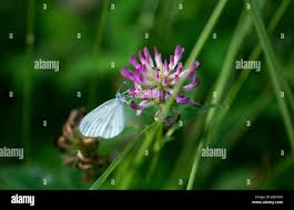 Attēlu rezultāti vaicājumam “Leptidea sinapis underside”