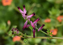 Image result for Fumaria officinalis