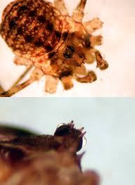 Attēlu rezultāti vaicājumam “Lophopilio palpinalis”