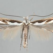 Attēlu rezultāti vaicājumam “Lyonetia prunifoliella”