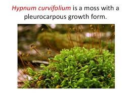 Attēlu rezultāti vaicājumam “Pleurocarpous mosses sporophyte”