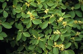 Attēlu rezultāti vaicājumam “Lonicera xylosteum”