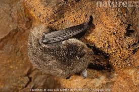 Attēlu rezultāti vaicājumam “Myotis daubentonii”