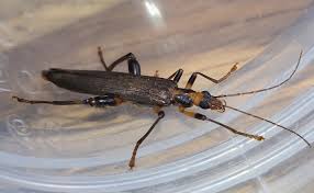 Attēlu rezultāti vaicājumam “Oedemera femorata”