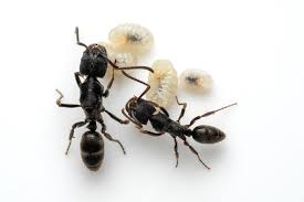 Attēlu rezultāti vaicājumam “Dianema nivale macro”