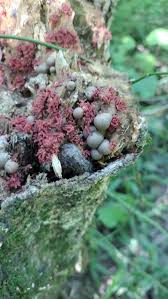 Attēlu rezultāti vaicājumam “Arcyria incarnata macro”