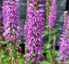 Attēlu rezultāti vaicājumam “Veronica longifolia flower”