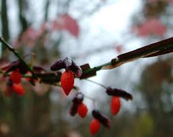 Attēlu rezultāti vaicājumam “Euonymus fruit”