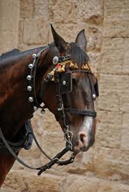 Image result for scheuklappen