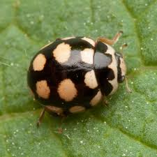 Attēlu rezultāti vaicājumam “Coccinula quatuordecimpustulata”