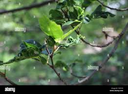 Attēlu rezultāti vaicājumam “Fagus sylvatica fo. laciniata”