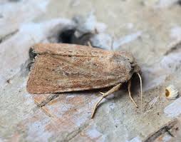 Attēlu rezultāti vaicājumam “Chortodes fluxa”