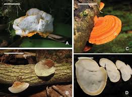 Attēlu rezultāti vaicājumam “Antrodiella semisupina”