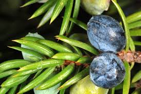 Attēlu rezultāti vaicājumam “Juniperus communis”