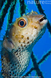 Image result for Diodon hystrix