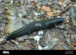 Attēlu rezultāti vaicājumam “Limax cinereoniger”